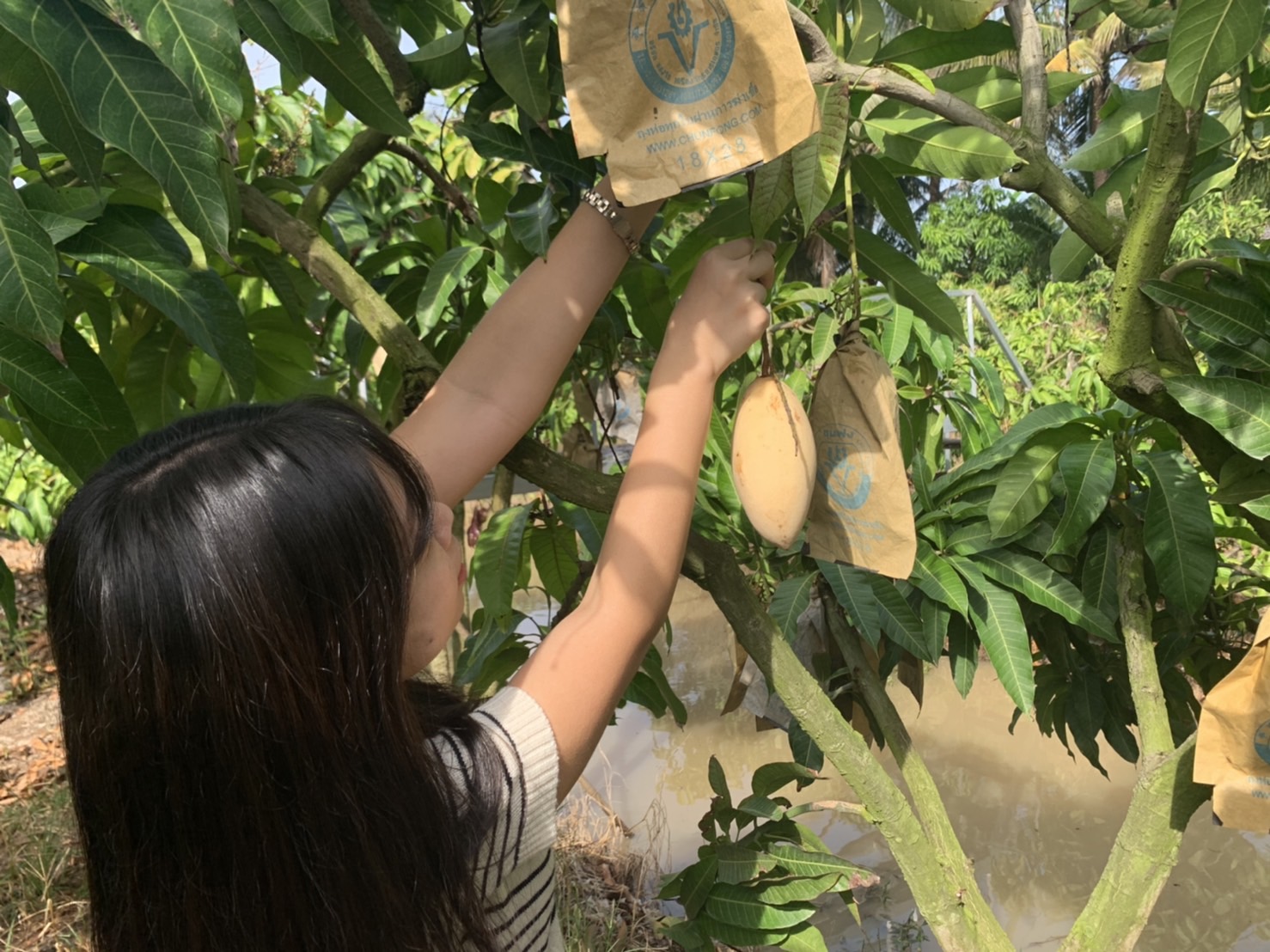 マンゴー狩り体験（おひとりにつき 1kg(2～3個)収穫頂きます）