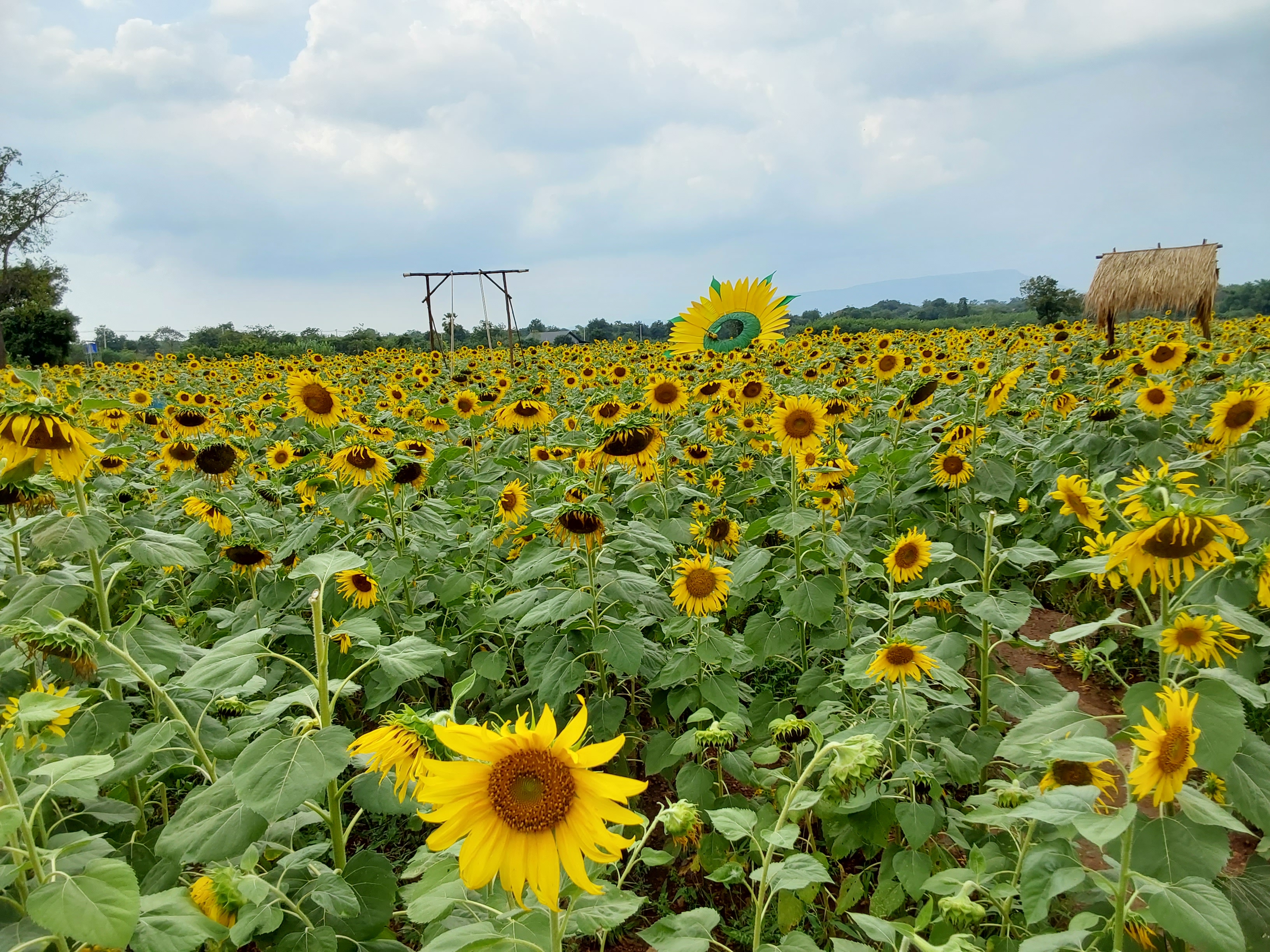 ひまわり畑に到着