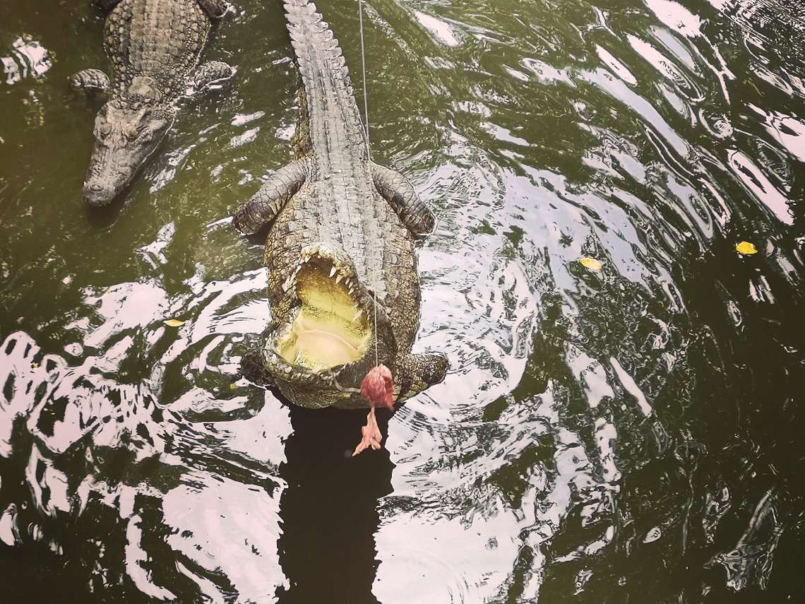 迫力満点！ワニ釣り（餌やり）体験をお楽しみください