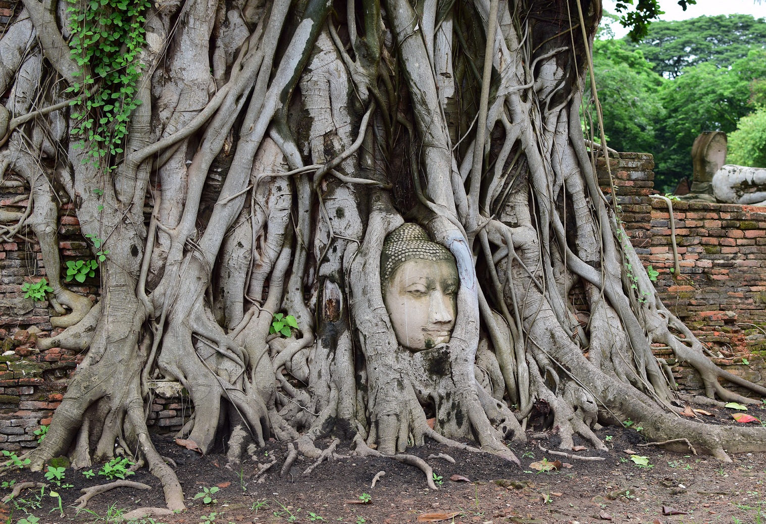 木の根に仏頭のある「ワットマハタート（ワットプラマハタート）」