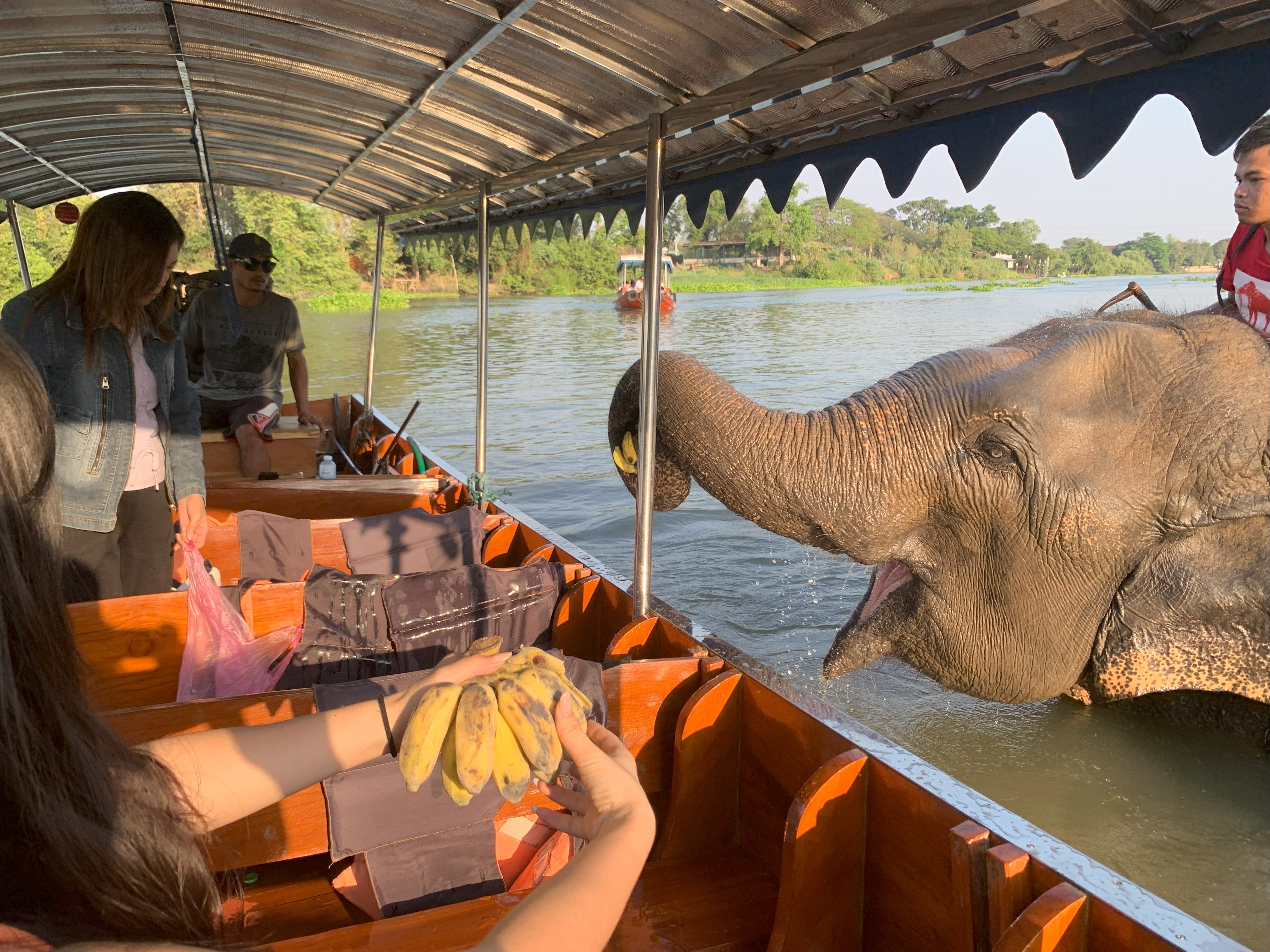 船上から象さんの水浴びを見学＆餌やり体験（約15分）