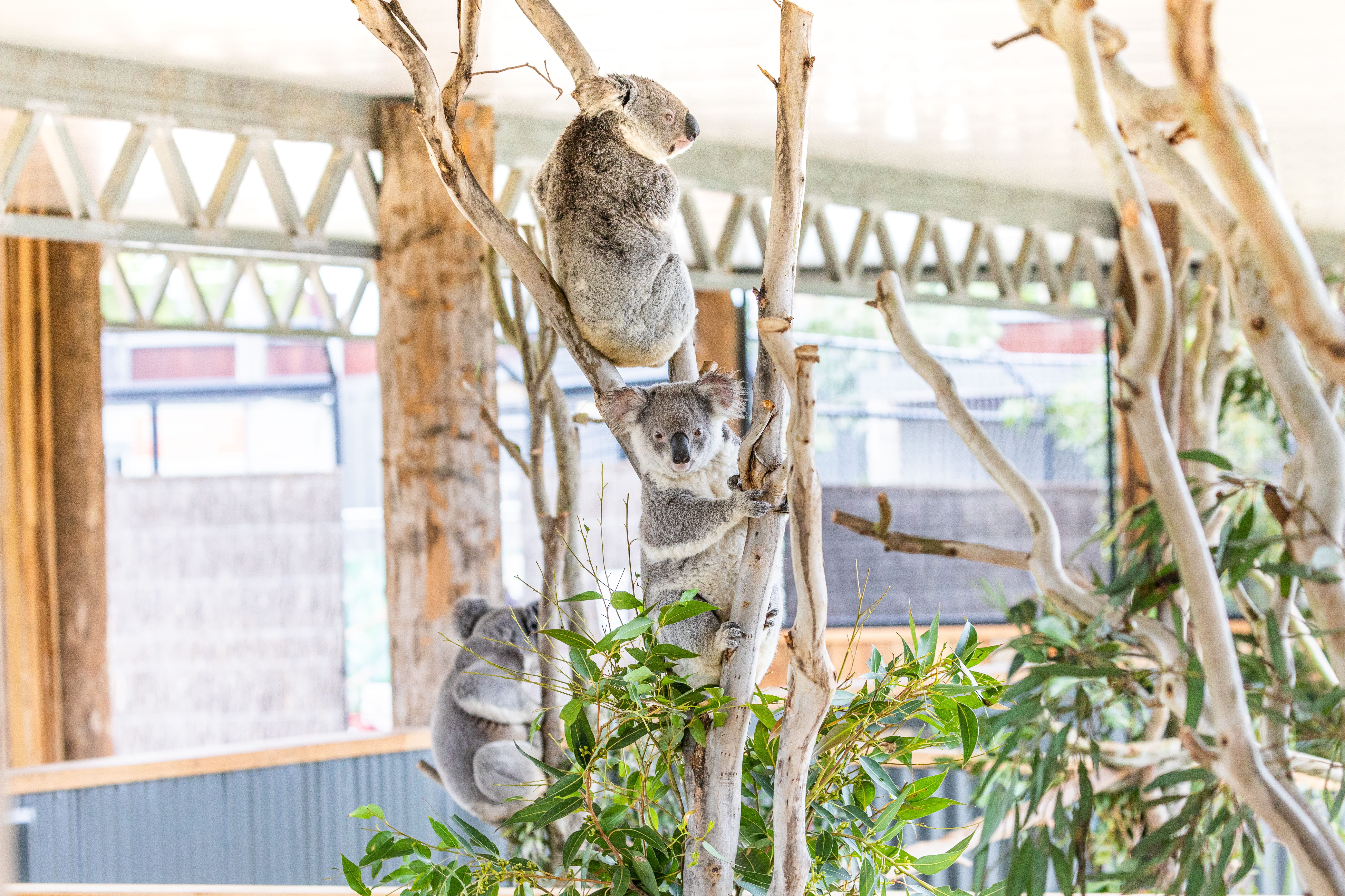 (約１時間半)シドニー動物園にて自由行動！
