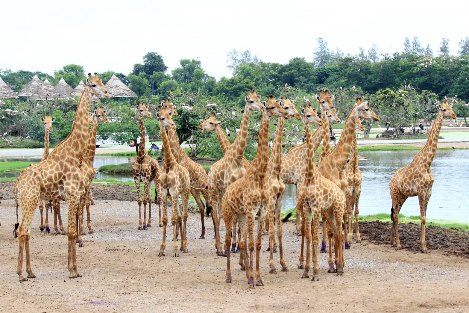 サファリパークをパンダバスの車で周遊（ドライバーのみ）