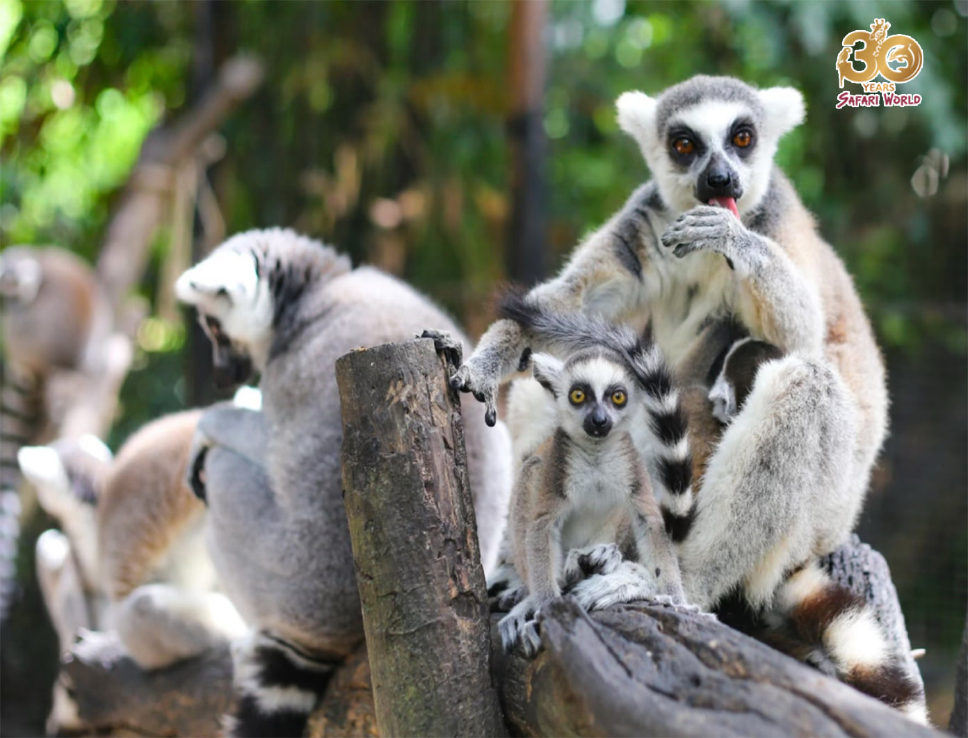 サファリパークツアー出発までマリンパーク内を自由散策（約1時間）