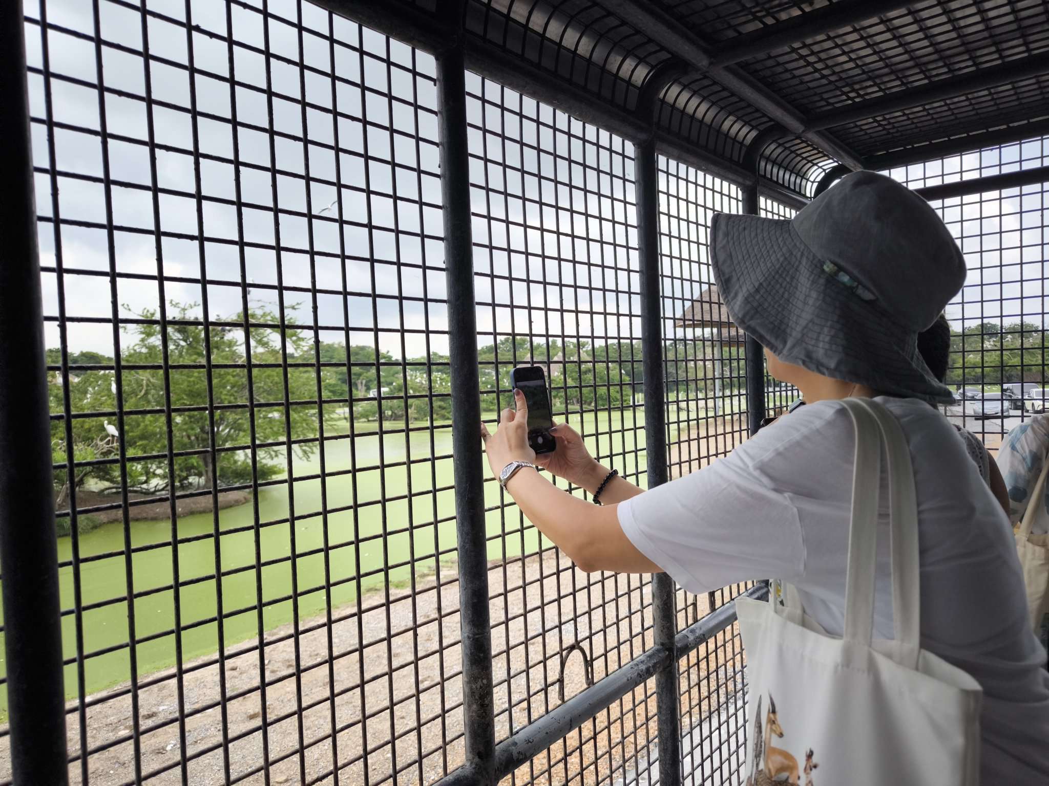 サファリパークを専用車で周遊（サファリのスタッフ（英語）がご案内）