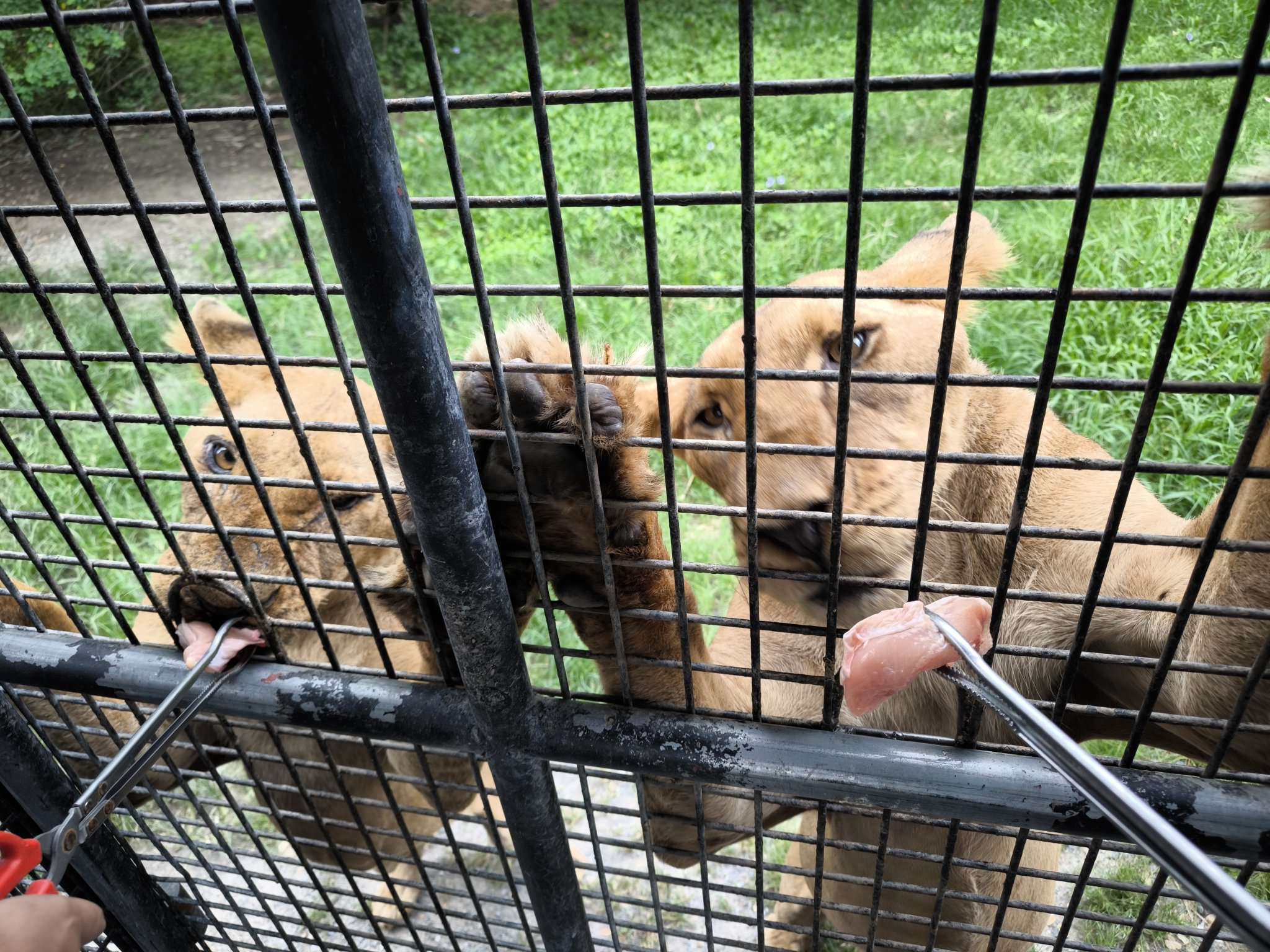 ハラハラドキドキ！ライオンへ餌やり体験（約15分）