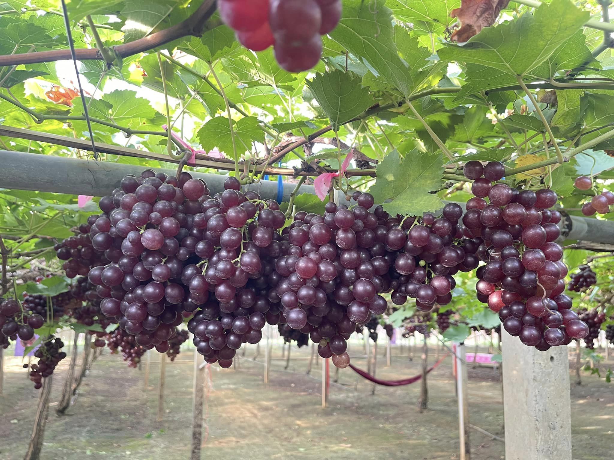 カオヤイ・ブドウ農園 ご到着