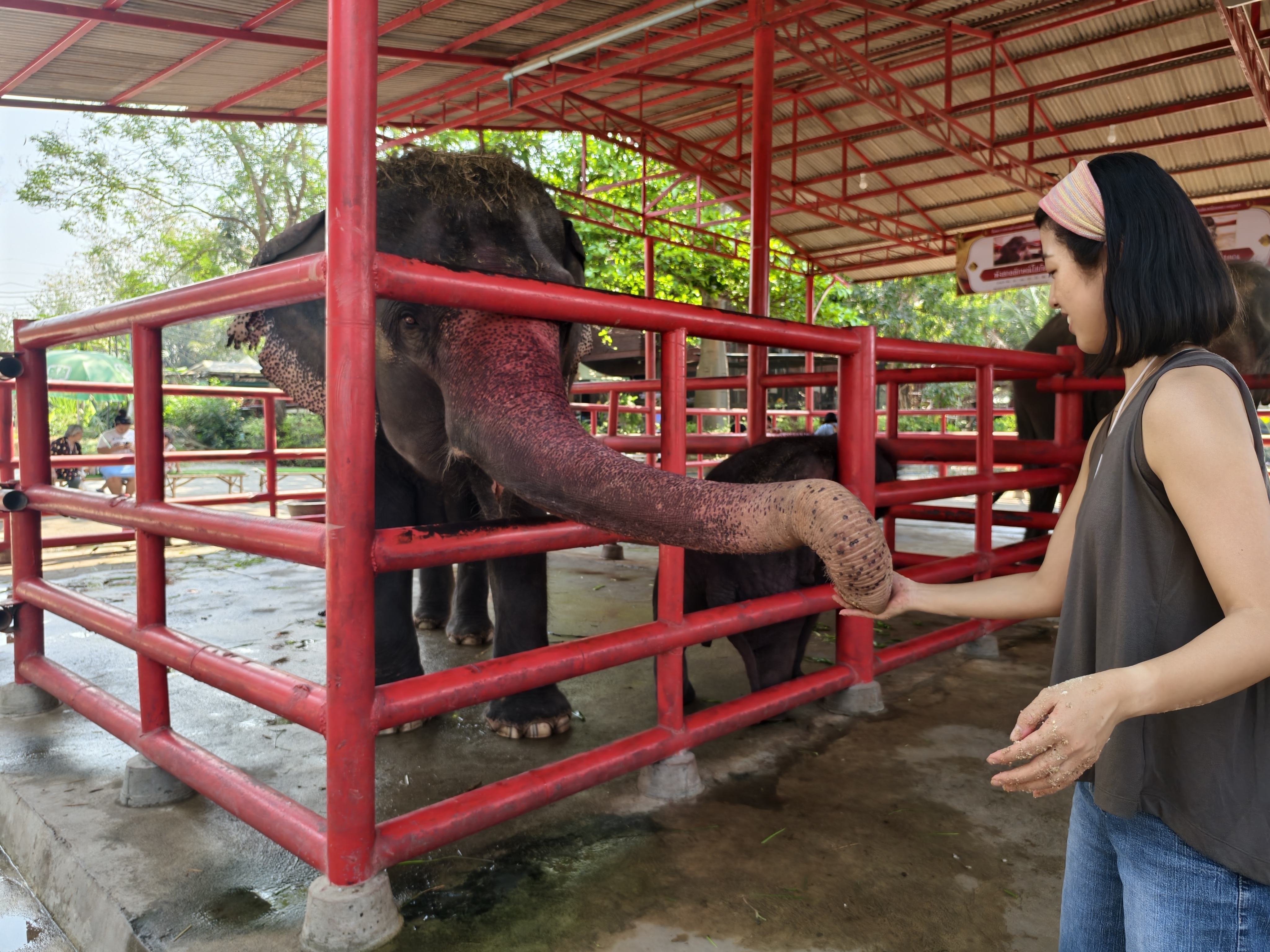 実際に作ったご飯を自分の手で象さんにあげてみましょう！