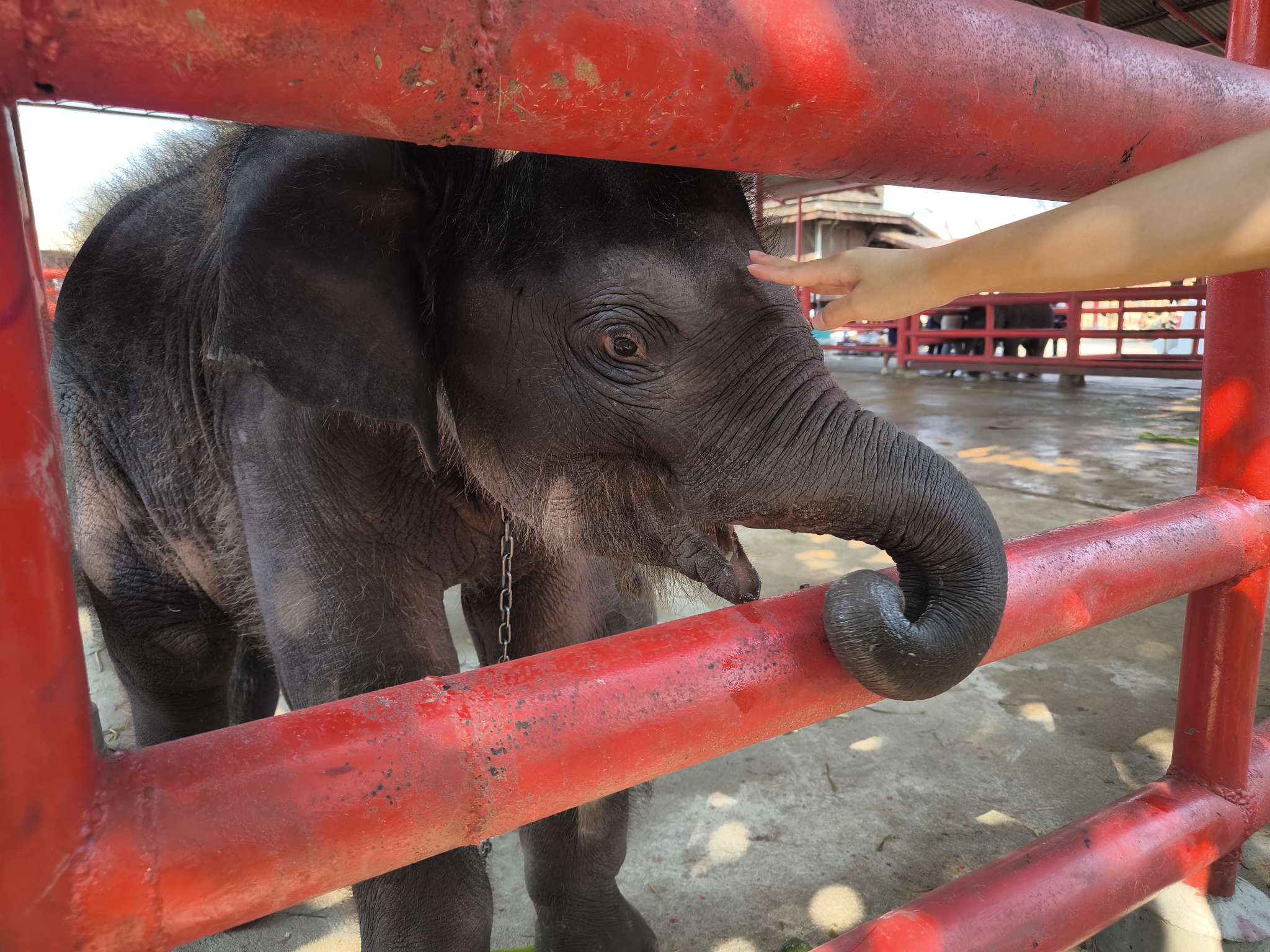 アクティビティ後、小象たちと触れ合えるチャンスも♪