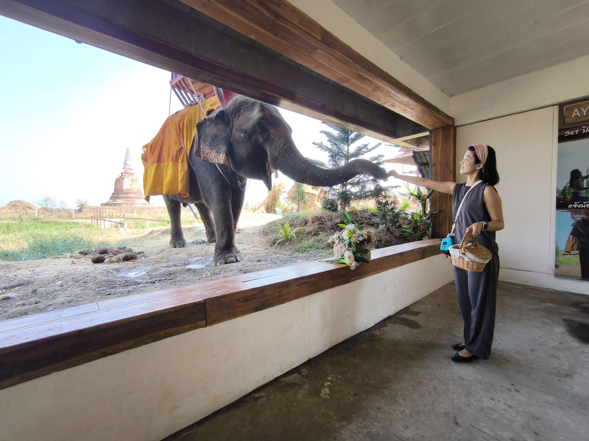 カフェに遊びに来た象との写真タイム＆餌やり体験をお楽しみください♪