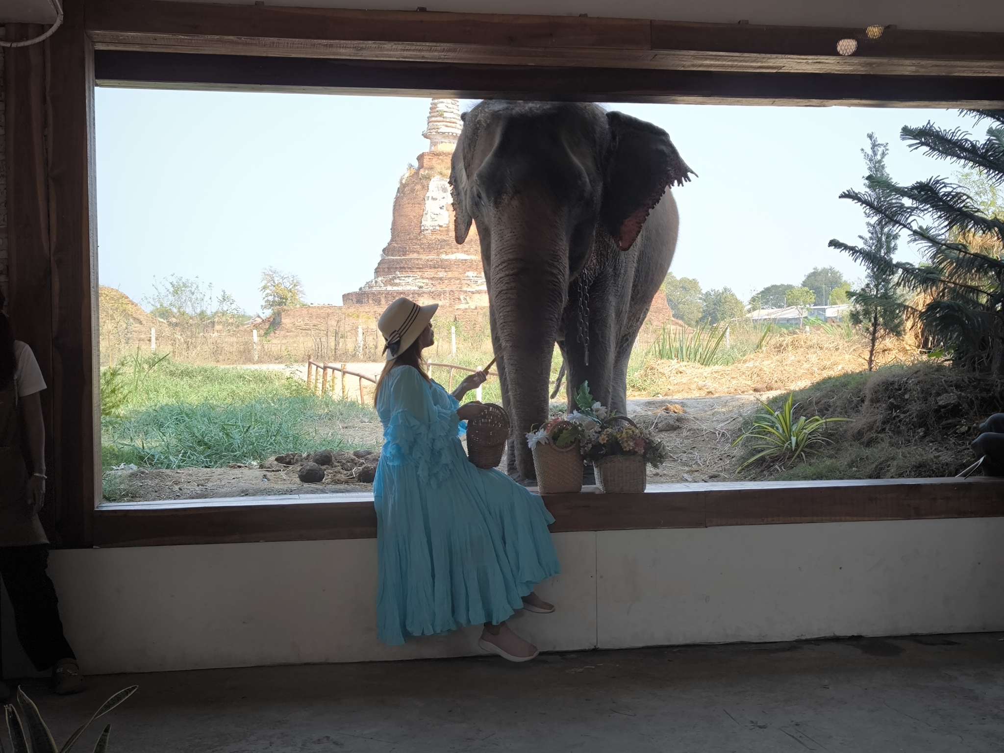 カフェに遊びに来た象との写真タイム＆餌やり体験をお楽しみください♪