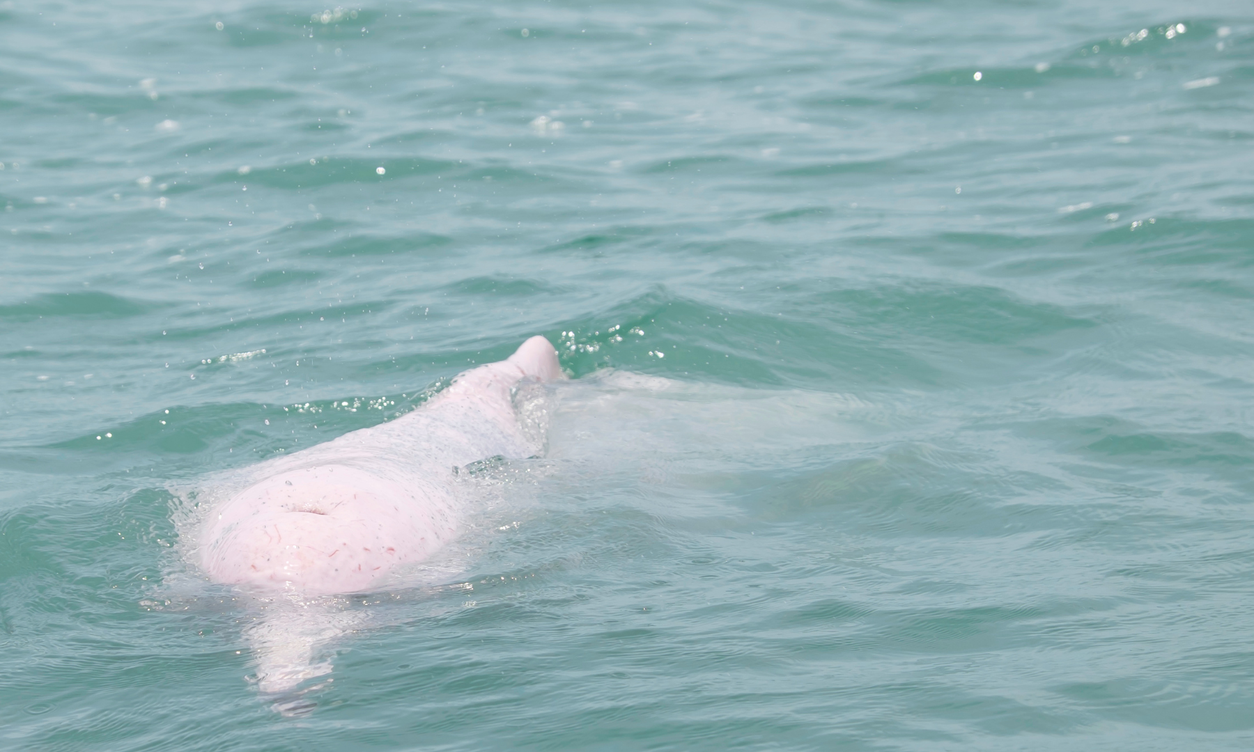 奇跡の瞬間を狙え！ピンクイルカ観察ボートツアー（約20分）