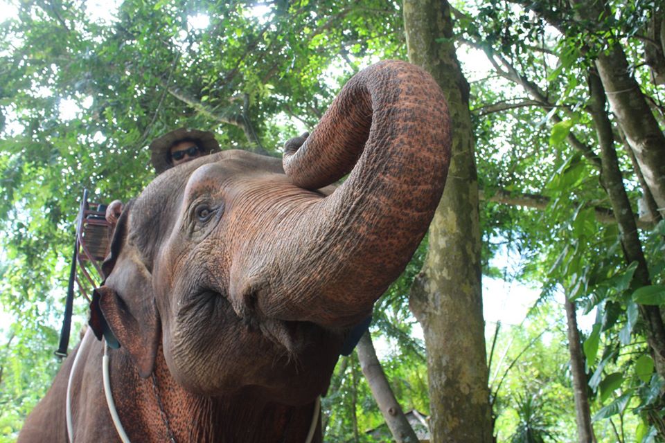 自然の中で本格派象乗り体験（約30分）