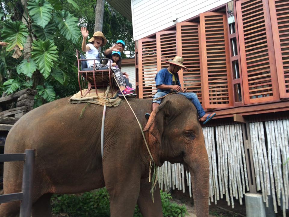 自然の中で本格派象乗り体験（約30分）