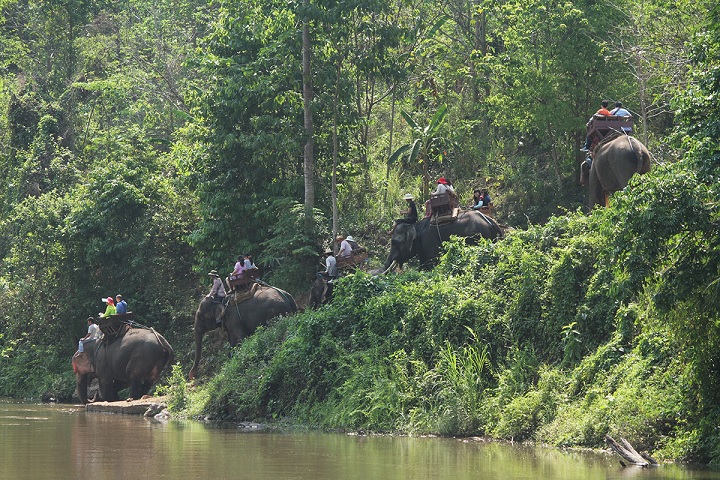 エレファントキャンプにて本格象乗り体験（約30分）