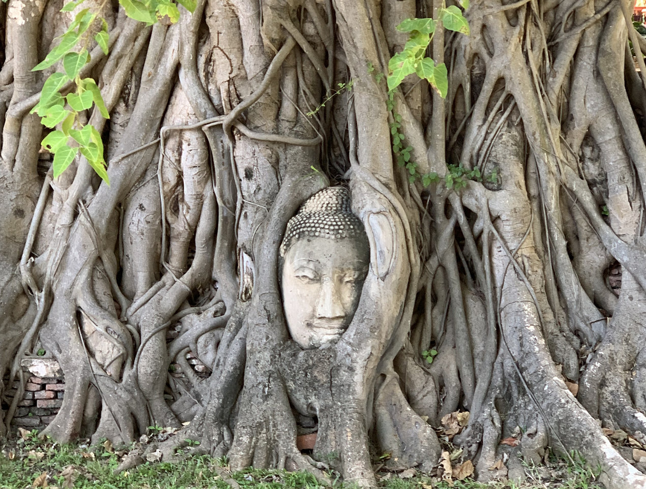 木の根に取りこまれた仏頭のある「ワットマハタート」