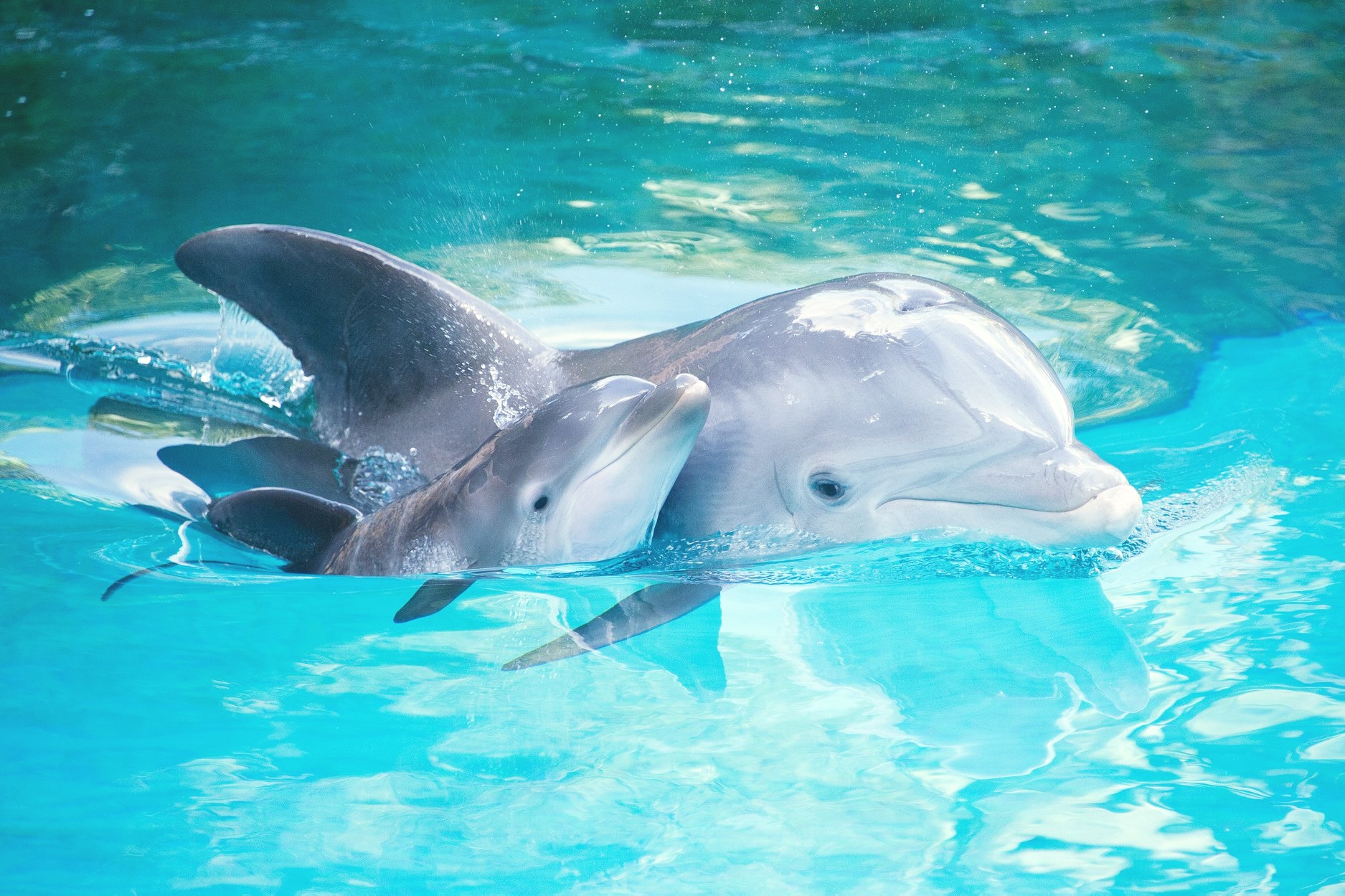 ドルフィナリウムパタヤにてドルフィンショー