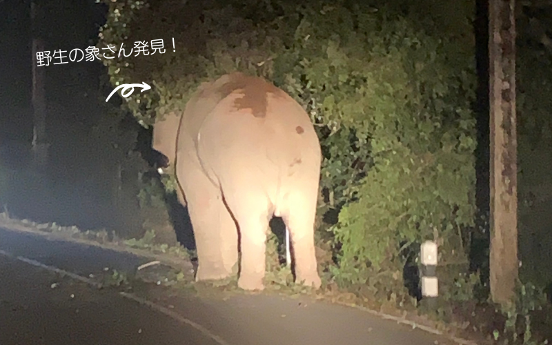 ナイトサファリツアーへご案内