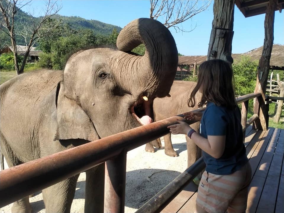 高齢の象たちにもち米の餌をあげます