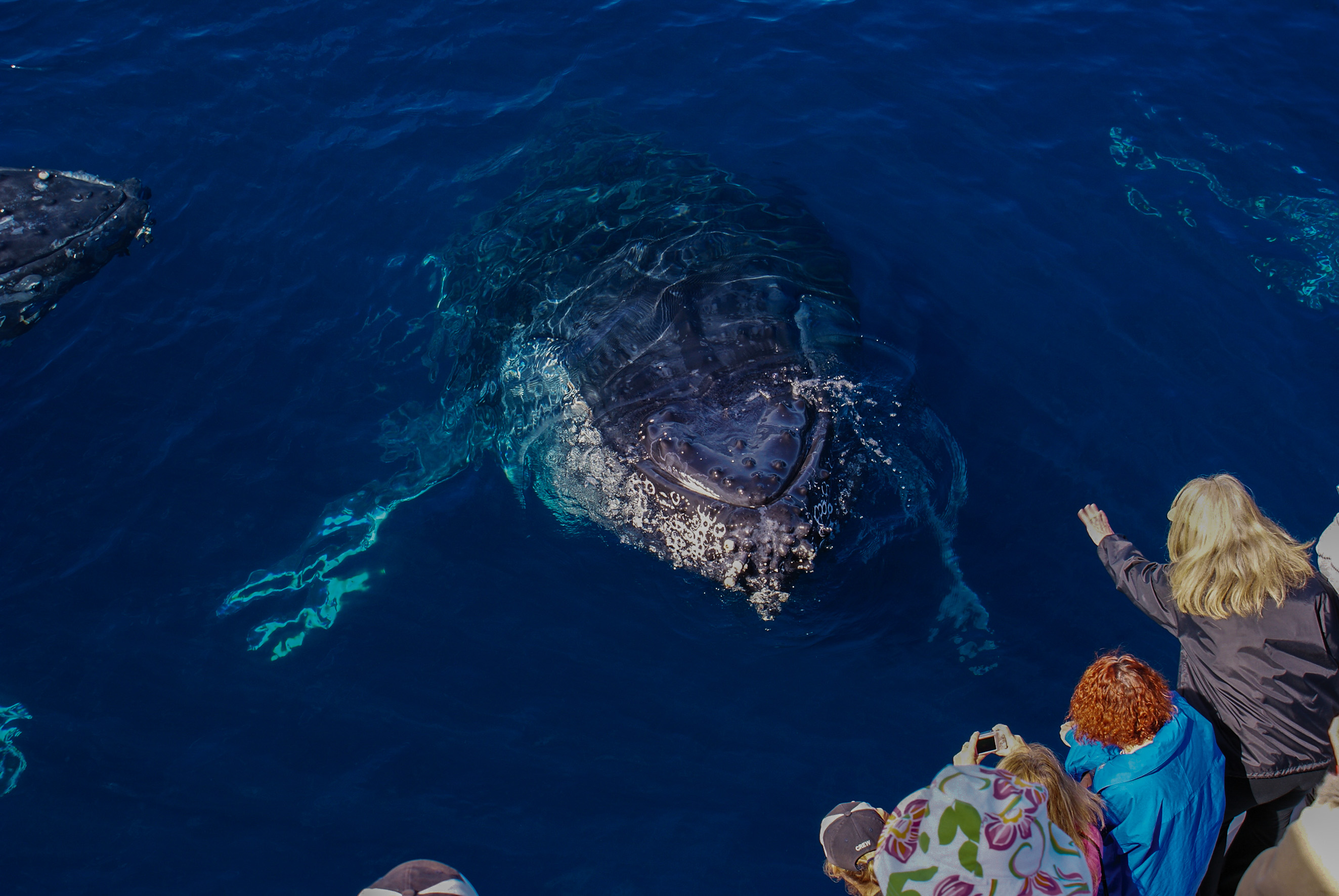いよいよホエールウォッチング専用の船に乗り、出発！