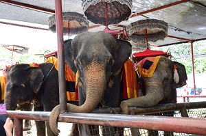 エレファントビレッジにて、象に乗ってお散歩(約10分間)