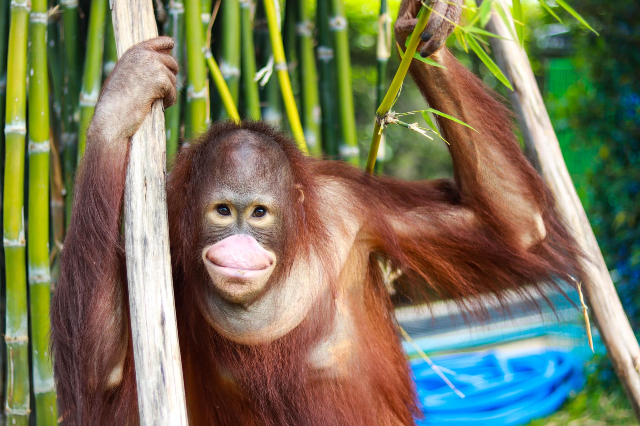 動物と触れ合おう！シー アユタヤ ライオン パーク