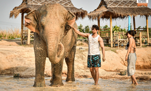 象の保護施設でたっぷりふれあいお世話体験+パタヤの必見スポット！「サンクチュアリオブトゥルース」