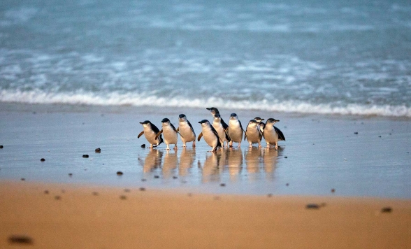 フィリップ島ペンギンパレード＆ ワイルドライフパークツアー