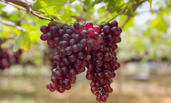 カオヤイでブドウ狩り体験＆チョクチャイファーム＜入場料込み＞