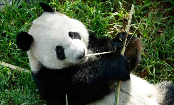午後からゆっくり出発♪ リバーワンダーでパンダに会いに行こう+大人気！夜の動物園『ナイトサファリ』