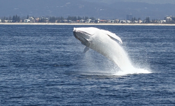 クジラウォッチングツアー(日本語送迎付)