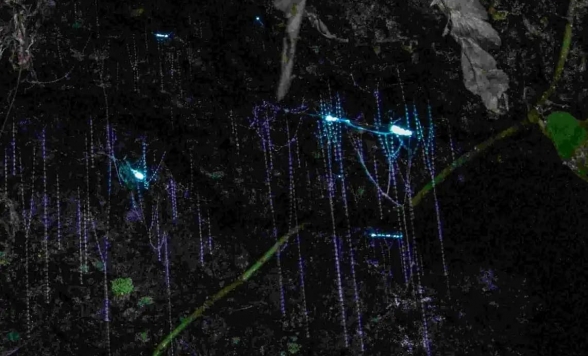 タンボリンマウンテンでの夜の冒険ツアー