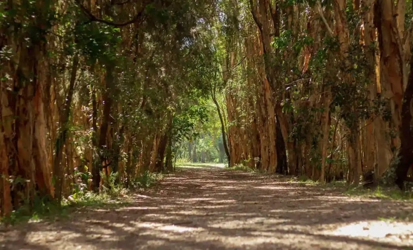 アボリジニ文化とオーストラリア固有の野生動物 タンボリンマウンテンツアー