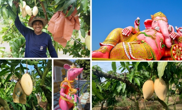 チャチュンサオで楽しむマンゴー狩り体験＆ピンクガネーシャ日帰りツアー