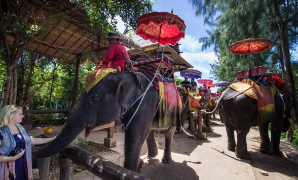 本格象乗り体験+ダムヌンサドゥアック水上マーケット +メークロン線路市場で列車乗車ツアー