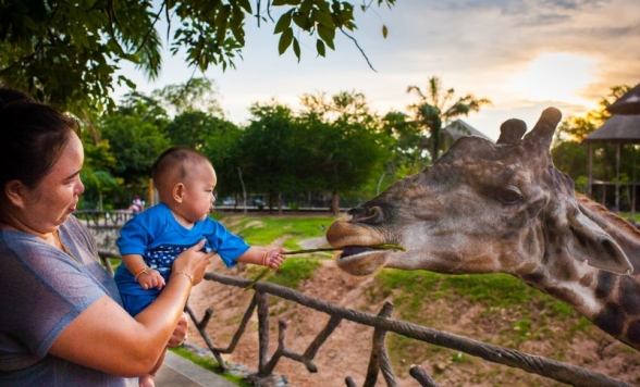 】オープン動物園「カオキアオZOO」×タイ随一のイルカショー「ドルフィナリウムパタヤ」～ミッフィーカフェでランチ～