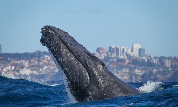 クジラウォッチング セントラルコースト クルーズ