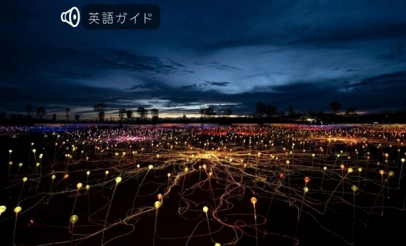 エアーズロック・フィールドオブライト　サンライズ鑑賞