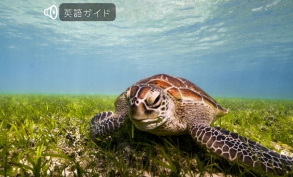 グリーン島1日ツアー