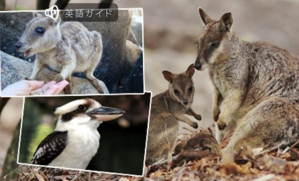 キュランダ列車とどきどき動物探検ツアー