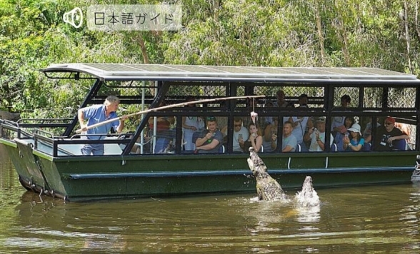 どきどき！半日コアラ観光