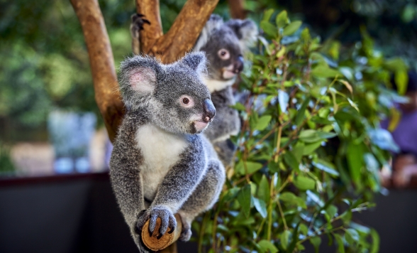 ハートリース・クロコダイル・アドベンチャー入場チケット