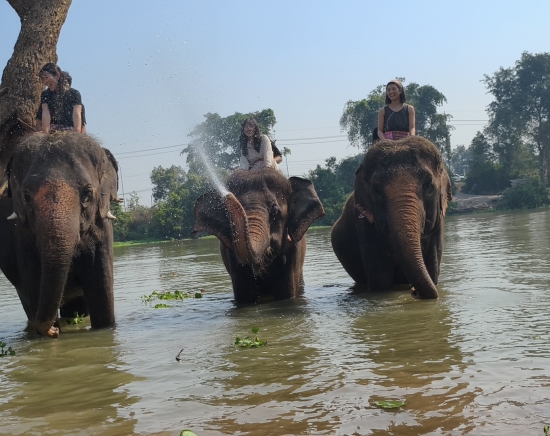 象たちと特別な時間を過ごそう！象のお世話体験ツアー（象乗り体験 or 象とのお散歩）