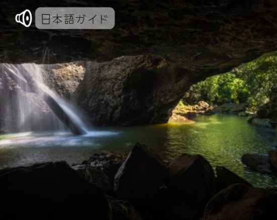 世界遺産スプリングブルック国立公園土ボタル鑑賞ツアー