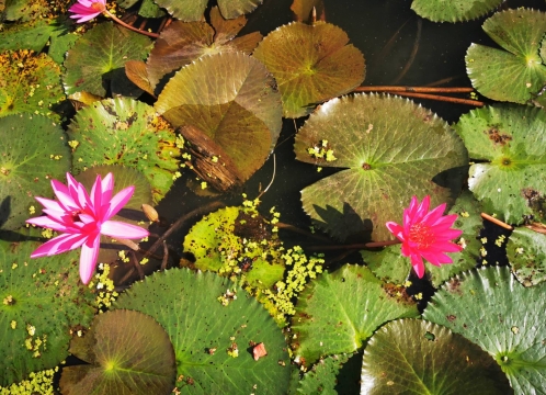 レッドロータスが咲き誇るカフェでお手洗い休憩