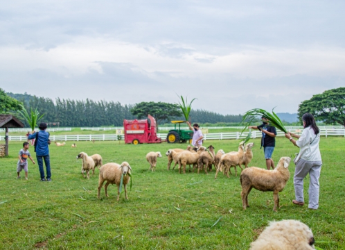 チョクチャイファーム