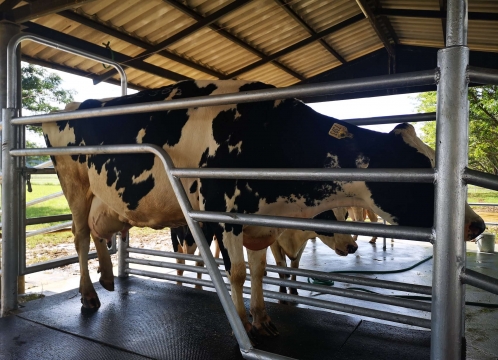 チョクチャイファーム