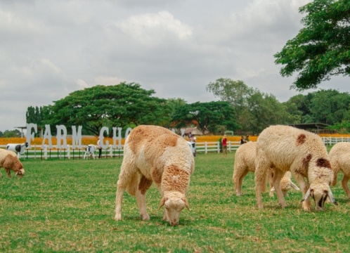 チョクチャイファーム