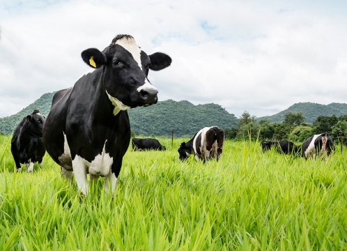 チョクチャイファーム