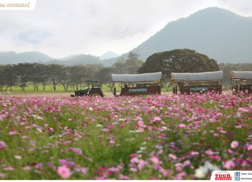 チョクチャイファーム